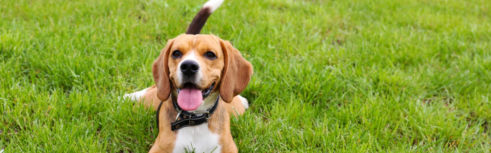 Pet-Friendly Cafés and Parks in Kuwait