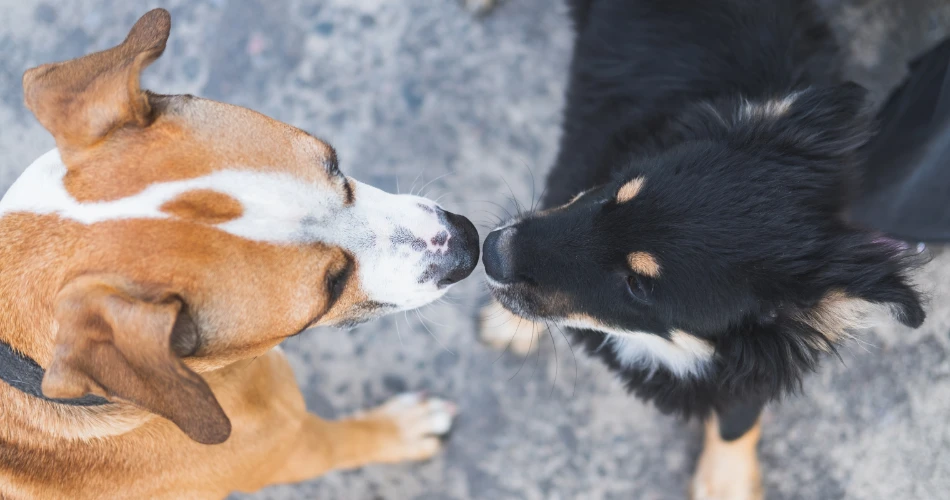 Pet-Friendly Cafés and Parks in Kuwait