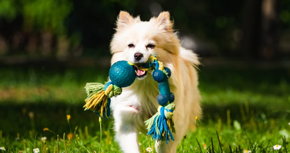 Pet-Friendly Cafés and Parks in Kuwait